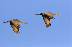 Sandhill Crane