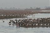 Sandhill Crane