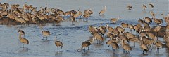 Sandhill Crane