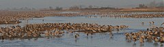 Sandhill Crane