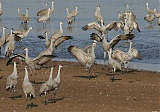 Sandhill Craneborder=