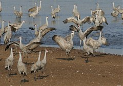 Sandhill Crane