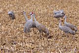 Sandhill Craneborder=