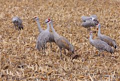 Sandhill Crane