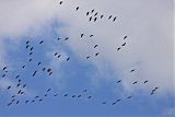 Sandhill Crane