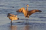 Sandhill Craneborder=