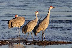 Sandhill Crane