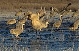 Sandhill Craneborder=