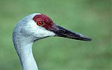 Sandhill Craneborder=