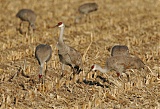 Sandhill Craneborder=