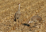 Sandhill Craneborder=