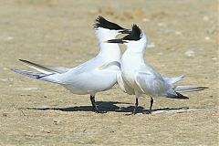 Sandwich Tern