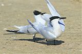 Sandwich Tern