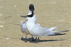 Sandwich Tern