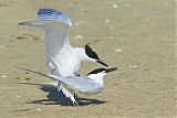 Sandwich Tern