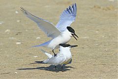 Sandwich Tern