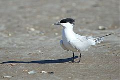 Sandwich Tern