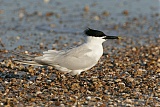 Sandwich Tern