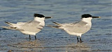 Sandwich Tern