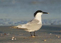 Sandwich Tern