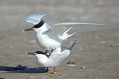 Sandwich Tern