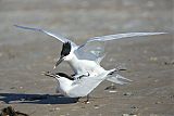 Sandwich Tern