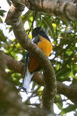 Surucua Trogon