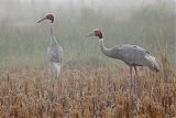Sarus Craneborder=