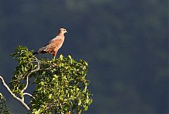 Savanna Hawk