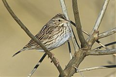 Savannah Sparrow