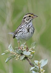 Savannah Sparrow