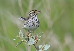 Savannah Sparrow