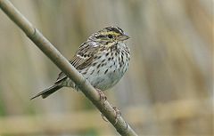 Savannah Sparrow