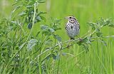 Savannah Sparrowborder=