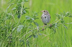 Savannah Sparrow