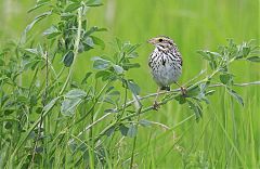 Savannah Sparrow