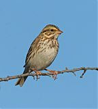 Savannah Sparrow