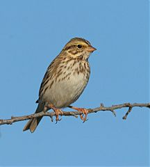 Savannah Sparrow