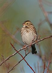 Savannah Sparrow