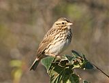 Savannah Sparrow