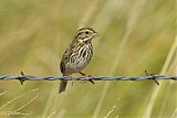 Savannah Sparrow