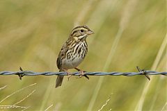 Savannah Sparrow