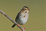 Savannah Sparrow