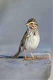 Savannah Sparrow