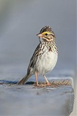 Savannah Sparrow