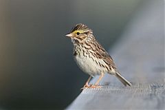Savannah Sparrow