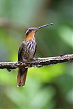 Saw-billed Hermitborder=