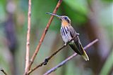 Saw-billed Hermitborder=