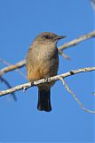 Say's Phoebe