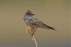 Say's Phoebe